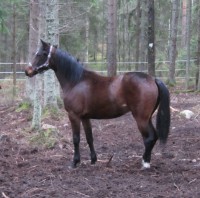 /album/kuvagalleria/hepojen-kuvia-039-jpg/